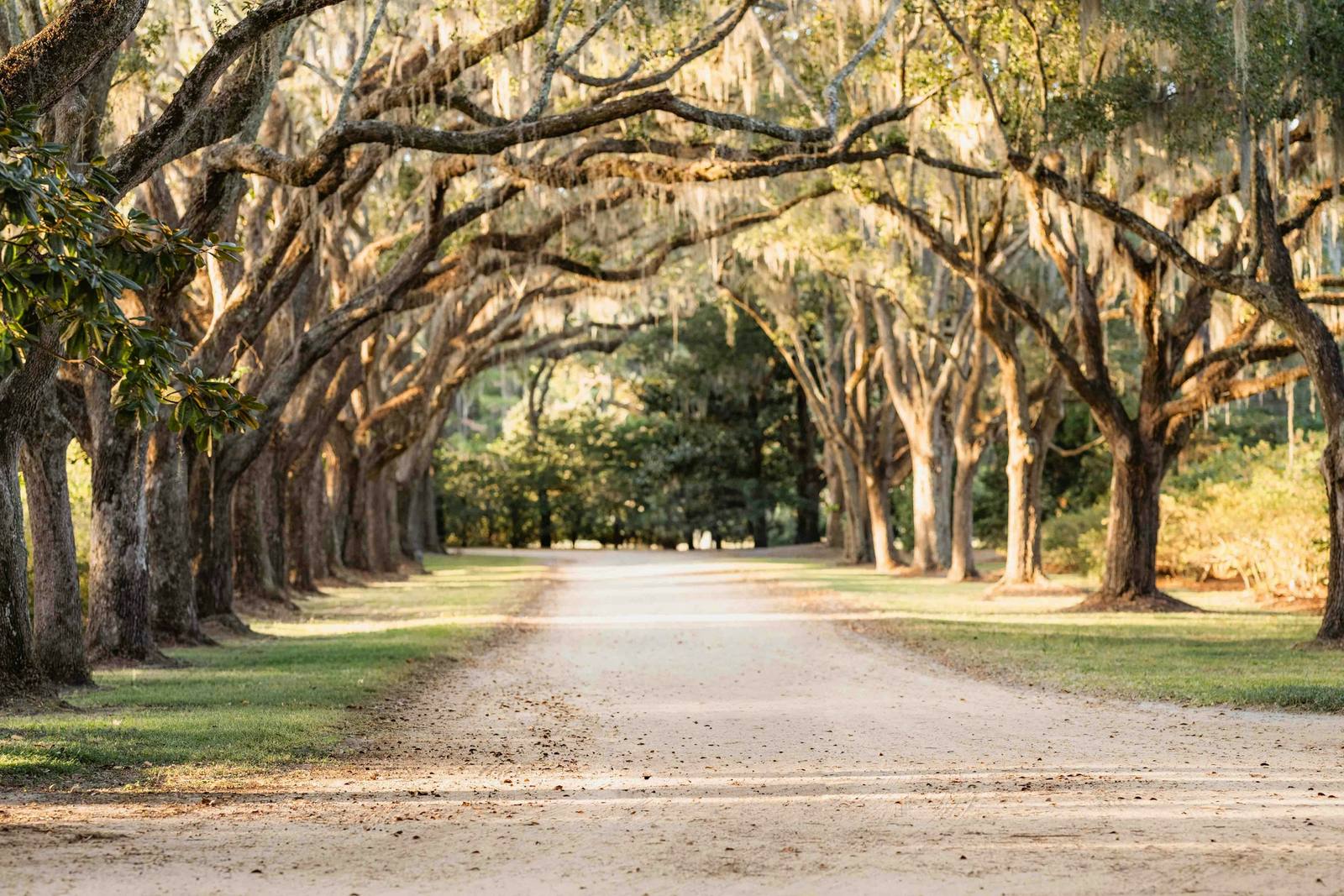 A dirt road under an avenue of live oaks hung with Spanish moss